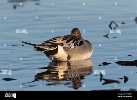 Northern Pintail Drake Anas Acuta Loafing In Shallow Wetland At The