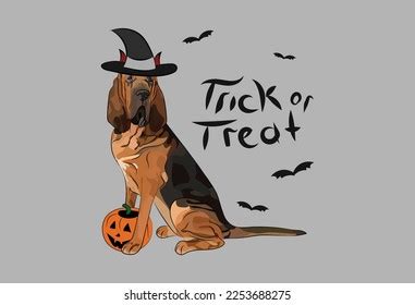 4,302 Bloodhound Royalty-Free Images, Stock Photos & Pictures ...