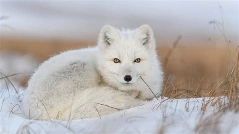 Adaptation in Action: 6 Remarkable Animals That Change Color in Winter ...