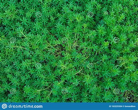 Hojas Vegetales Verdes Y Limpias De Buena Calidad Y De Textura Foto De