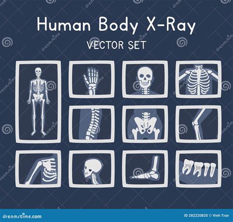 Skull And Spine Anatomy Royalty Free Stock Photo Cartoondealer