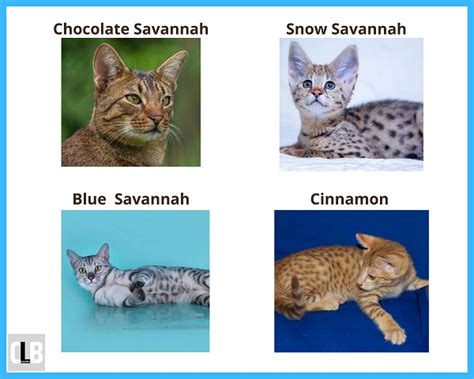 Savannah Cat Colors & Patterns (With Pictures)