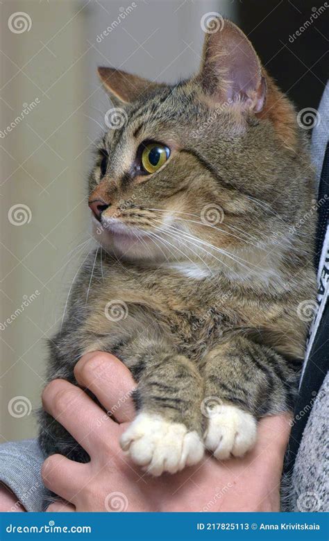 Gato Do Mato Pequeno Branco E Marrom Olhos Grandes Imagem De