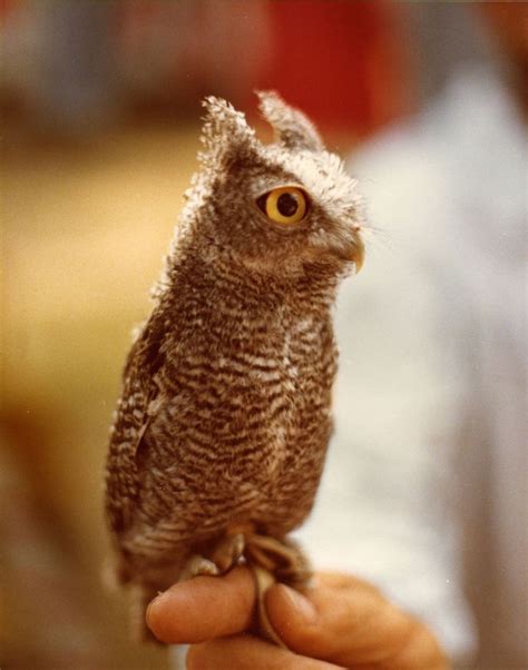 Baby Owls, Baby Animals, Cute Animals, Owl Babies, Beautiful Owl ...