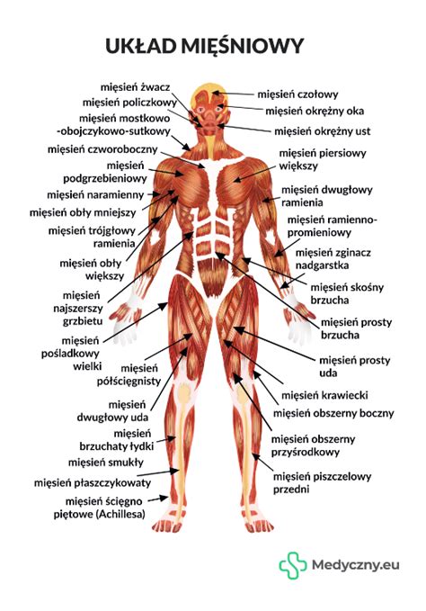 Plansza anatomiczna Układ mięśniowy 2055 Medyczny eu