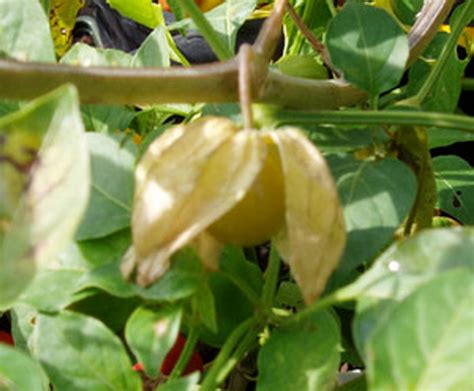 Physalis Peruviana Giant Cape Gooseberry Seeds