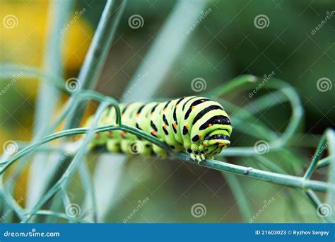 Caterpillar Butterfly Papilio Machaon Stock Image - Image of ecology ...