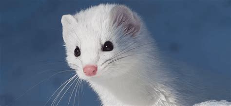 The Adorable But Fierce Ermine Critter Science