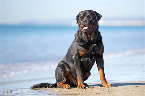 Rottweiler Características Carácter Y Cuidados