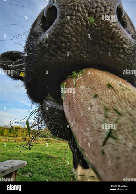 Cow Sticking Its Tongue Out Hi Res Stock Photography And Images Alamy