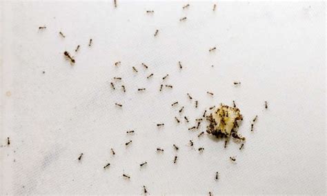 How To Get Rid Of Tiny Ants In Kitchen Native Guider