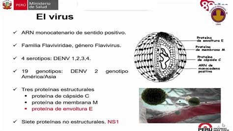 Manejo Clinico De La Infección Por Dengue Martín Clendes Alvarado Youtube