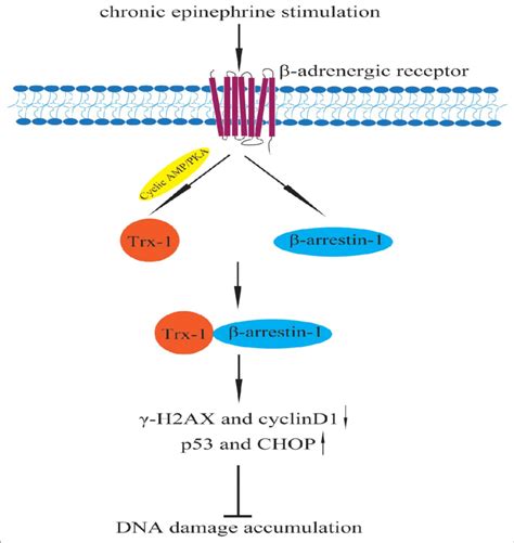 Molecular Mechanism On Trx 1 Regulating Chronic Epinephrine Stress The