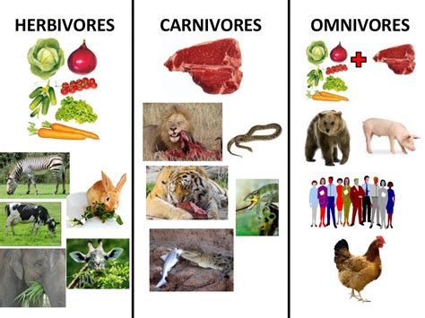 Herbivorescarnivores And Omnivores