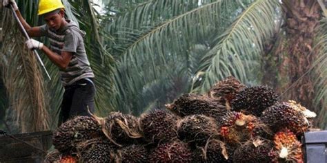 Harga CPO Dan Tandan Buah Segar Sawit Naik Lagi