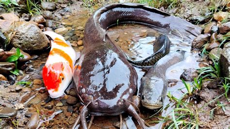 Menangkap Ikan Lele Besar Di Dalam Lubang Ikan Hias Ikan Koi Ikan