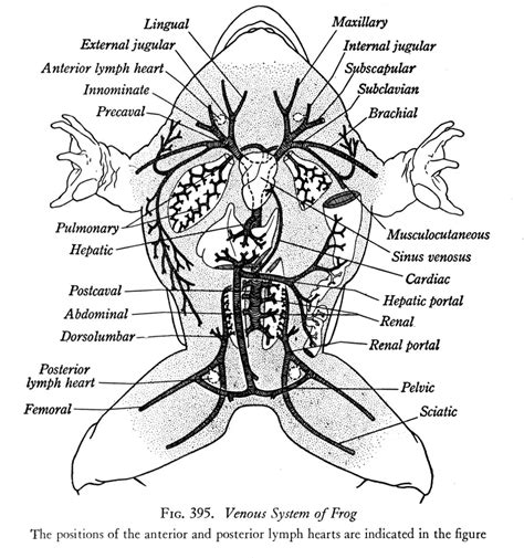 Diagram Of Inside Of Frog