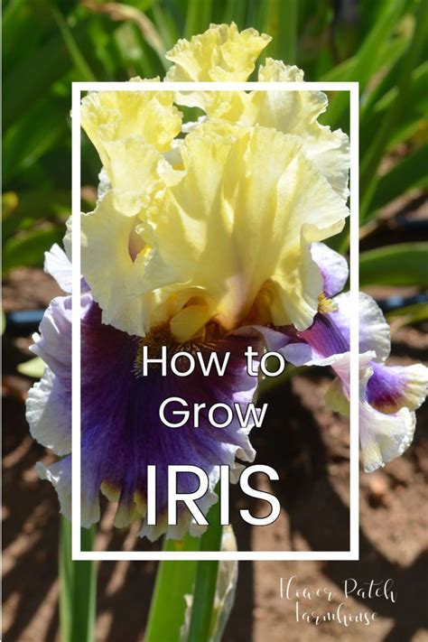 How To Plant Grow And Propagate Iris Growing Irises Iris Flowers