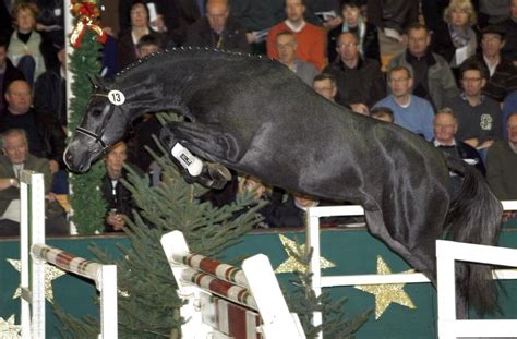 Westphalian Horse Breed Information, History, Videos, Pictures