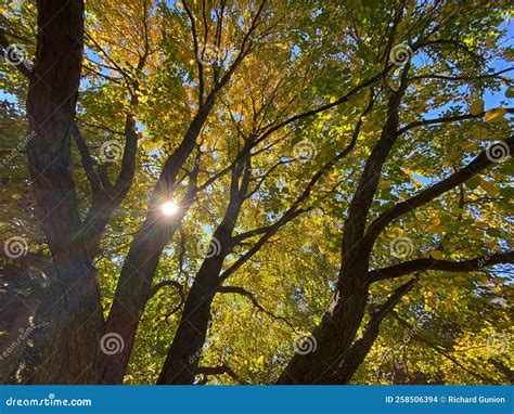 Backlit Fall Foliage Tree in October Stock Photo - Image of sunlight ...