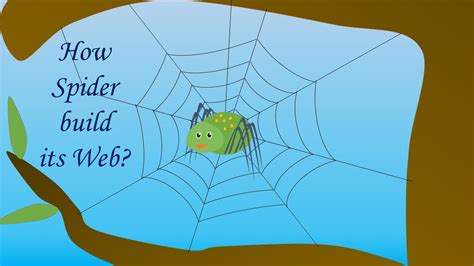 How Spider Make Web How Does A Spider Make Its Web How Spiders Make