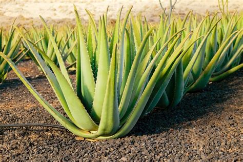 LAloe vera de la feuille à la plante avec cette méthode il se