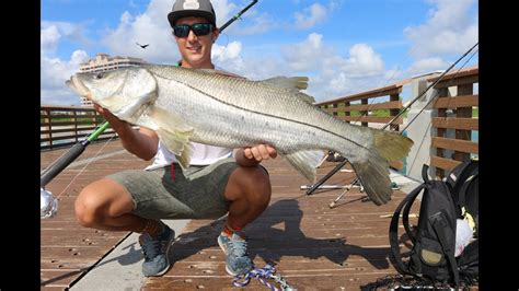 Giant Juno Pier Snook Fishing 2016 Youtube