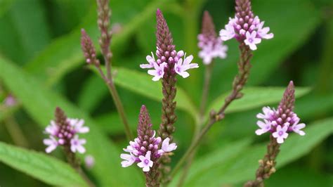 Verbena Propiedades Usos Y Contraindicaciones