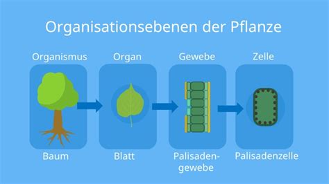 Organisationsebenen Biologie Definition Und Beispiele Mit Video