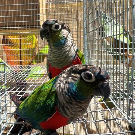 Crimson Bellied Conure 199364 For Sale In Vallejo CA