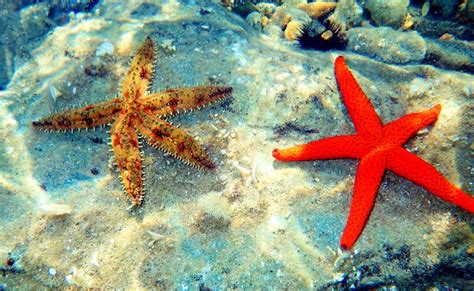 Estrella De Mar Características Reproducción Y Taxonomía Con Fotos