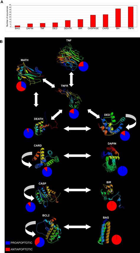 Apoptotic Structural Modules Panel A Most Frequent Motifs And Domains