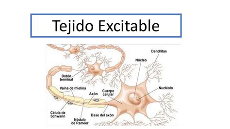 Tejido Excitable Ana Udocz