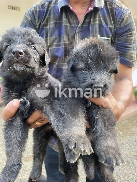 German Shepherd Puppies For Sale In Vavuniya City Ikman