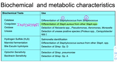 Infectious Diseases I Exam 1 Laboratory Diagnosis Of Infectious