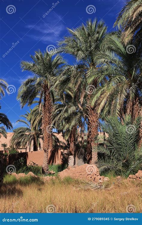 An Oasis in the Sahara Desert in the Heart of Africa Stock Image ...