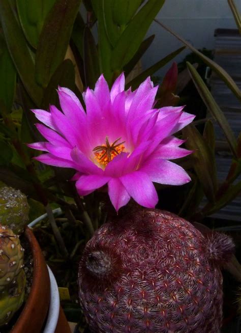 Echinocereus Rigidissimus Var Rubrispinus Plants Bloom Garden