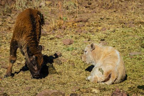 Baby America Bison Calf on the Prairie Stock Image - Image of young ...