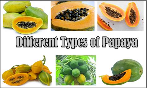 Different Types Of Garnish With Images