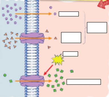 Cell Transport Diagram Diagram Quizlet