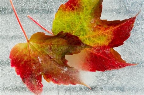 Frozen Autumn Leaves Stock Image Image Of Water Autumn 11288895