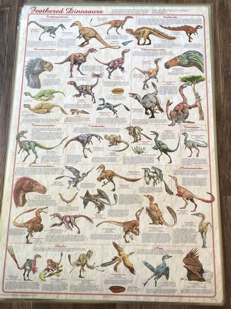Feathered Dinosaurs Educational Poster Laminated For Quality Etsy
