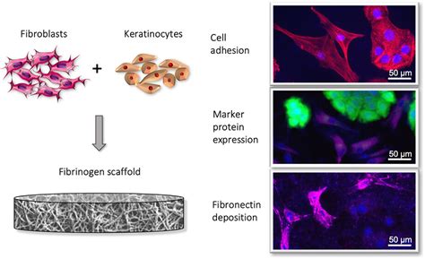 Self Assembled Fibrinogen Scaffolds Support Cocultivation Of Human