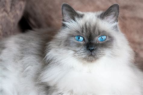 Himalayan Cat Breed Characteristics Cuteness