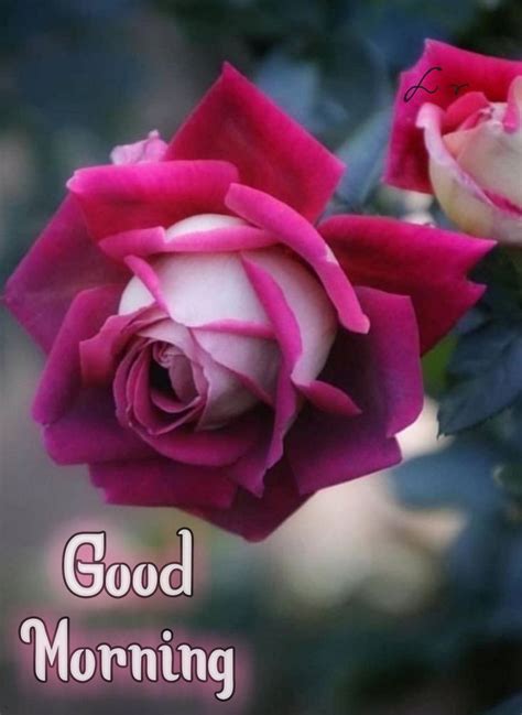 Good Morning Roses