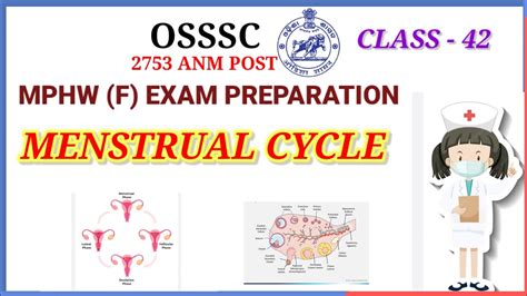 Mcqs From Menstrual Cycle Mphw Exam Preparation Class 42 YouTube