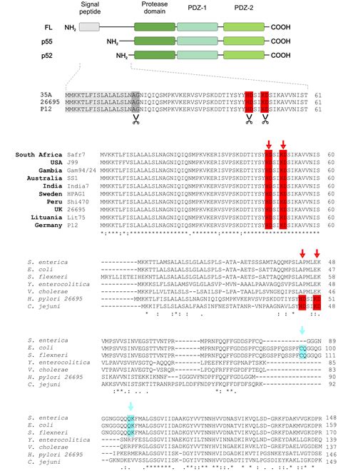 Frontiers Amino Terminal Processing Of Helicobacter Pylori Serine