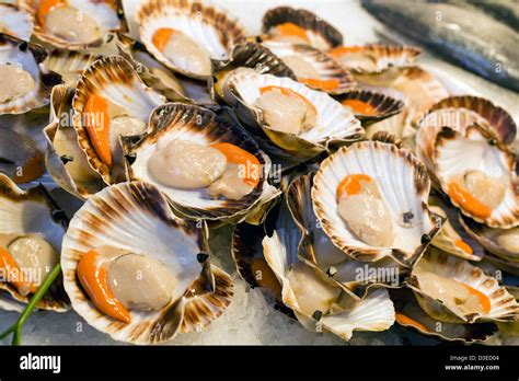 Fresh Raw Scallops In Shells On Ice At A Fish Market Stall In Venice