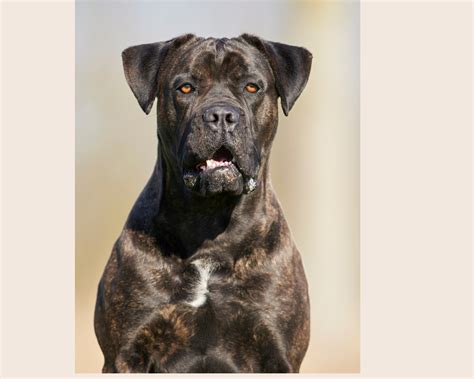 The Rotticorso Your Guide To The Rottweiler Cane Corso Mix