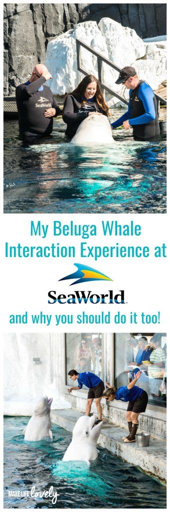 Go in the water with beluga whales at the Beluga Whale Interaction ...